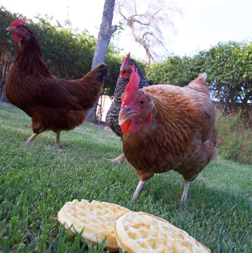 Readers show their chickens